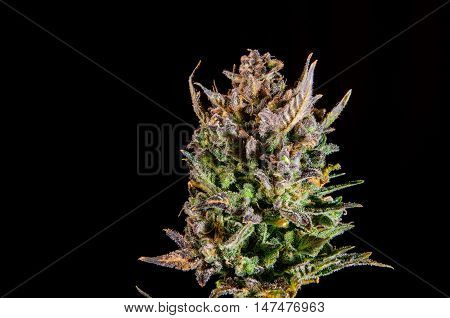 Big mature bud of female cannabis indica plant on black background.
