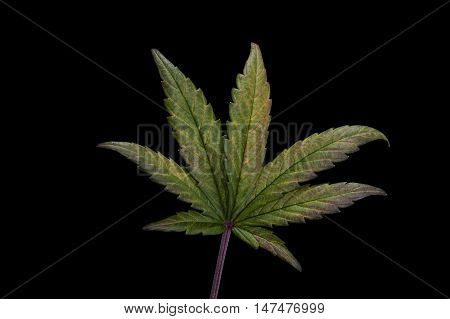 Single cannabis / hemp leaf on black background.