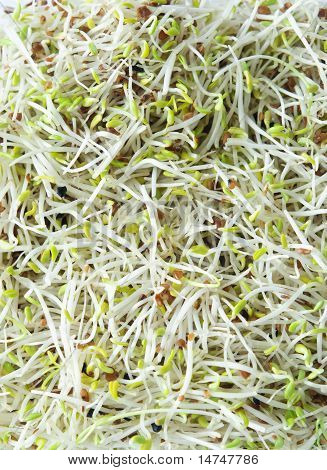 Fagiolo - erba medica e porro