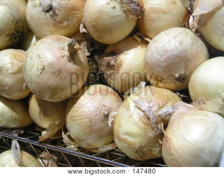 Cipolle