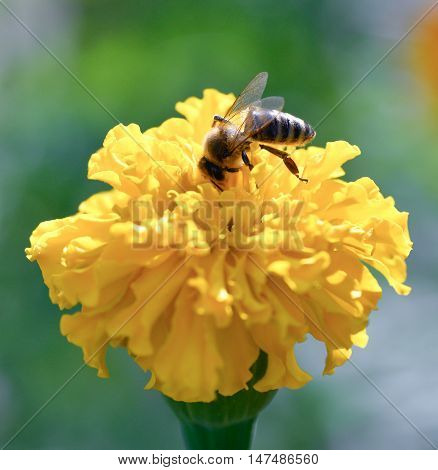 Bee collecting honey and Marigold in the fall. Bee and Marigold flower isolated on white background