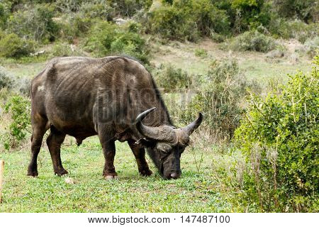 Eating - African Buffalo Syncerus Caffer