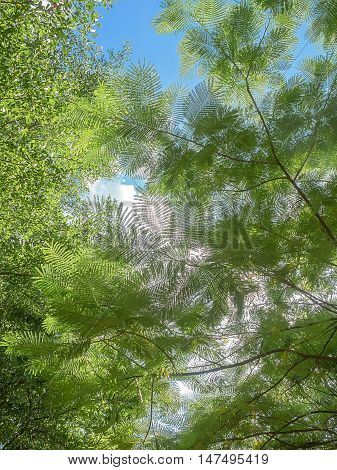 Sunlight filtering through a canopy of green leaves in the forest, viewing from the ground up to the sky through the green foliage.