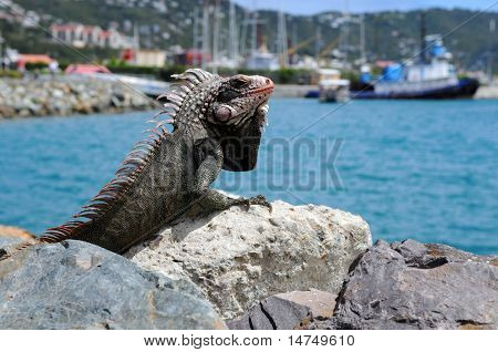 Saint Thomas Island, Amerika Birleşik Devletleri Virgin Adaları rock üzerinde dinlenme Iguana