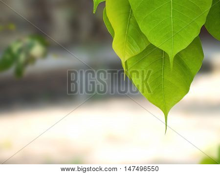 Selective focus of green Bodhi leaves with nature blurred background  (also known as Pipal leaves and Bo leaves) at a Buddhist temple in Bangkok Thailand.
