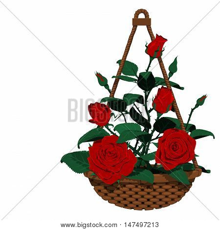 Isolated hanging basket of many roses on transparetn background