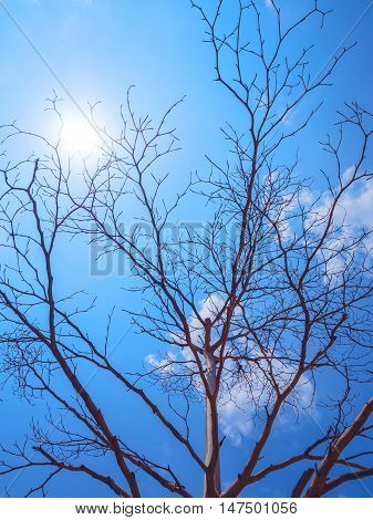 Bald tree in winter forest on blue sky