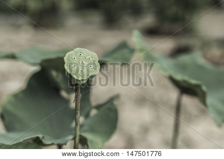 yellow green lotus leaf, vein detail pattern for nature background, lotus which leaf fall and green calyx