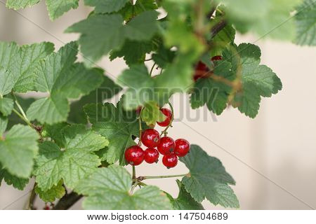 Red Currants In The Garden, Summer Harvest.