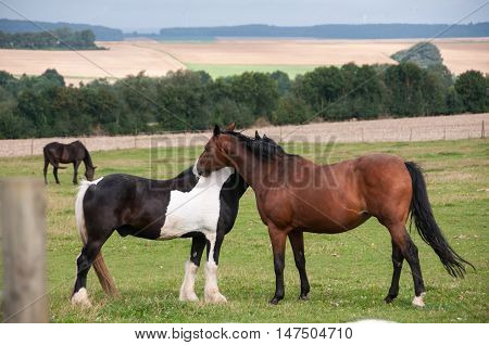 Two horses show friedship. Horses in the field.