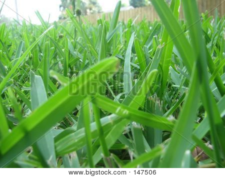 Lamierine di erba