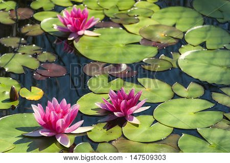 Pink Water Lilies.