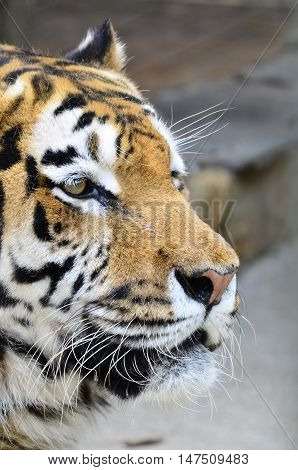 Head of a young male tiger. (Panthea tigris atlaica)