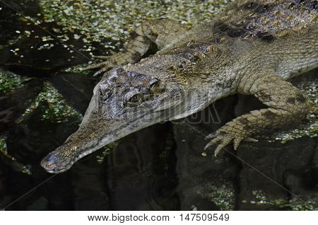 Alligator / crocodile partly in a water.