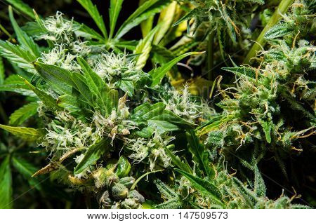 Green young flowering female cannabis plant multiple buds.