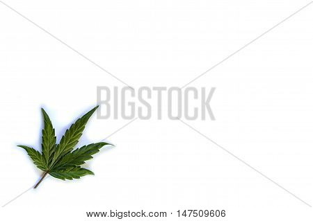 Single green leaf of hemp / cannabis in the corner of white background.