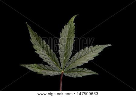 Single cannabis / hemp leaf on black background.