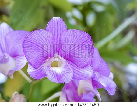 Phalaenopsis,purple orchid. Aged photo. Beautiful white orchid flowers close up. Floral photo. Orchid in a Botanical garden. Orchid in nature. Selective focus.
