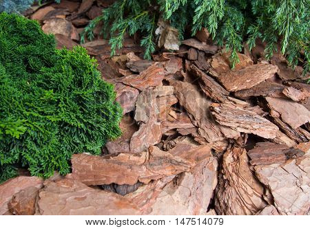 Plants mulch pieces of pine bark a wood