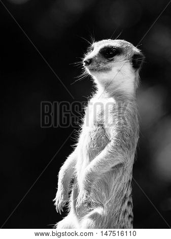 Meerkat, aka suricate, as a guard on alert. Small african carnivore. Black and white image.