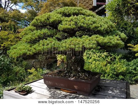 Bonsai and Penjing landscape with miniature juniper tree in a tray