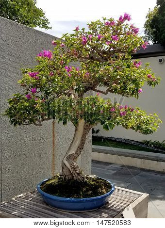 Bonsai and Penjing landscape with miniature flowering tree in a tray