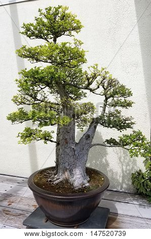 Bonsai and Penjing landscape with miniature evergreen tree in a tray