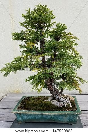 Bonsai and Penjing landscape with miniature juniper tree in a tray