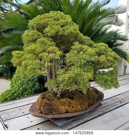 Bonsai and Penjing landscape with miniature juniper tree in a tray