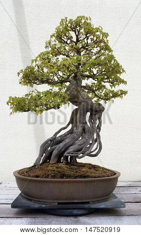 Bonsai and Penjing landscape with miniature deciduous tree in a tray