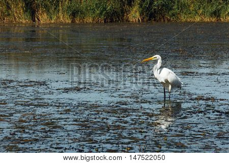 White heron nature wild bird in blue water background