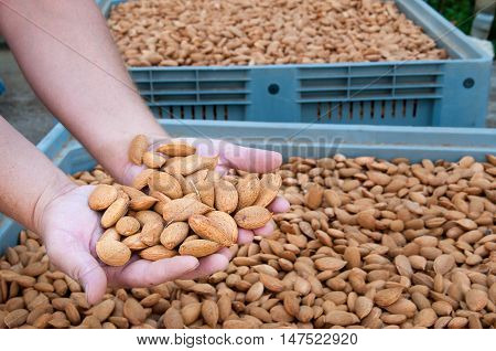 Almond Harvest Time