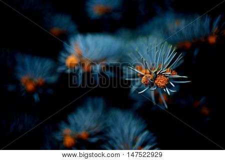 Branches of blue picea pungens 'Glauca Globosa' close up. Winter holiday Christmas concept silver spruche on black background.