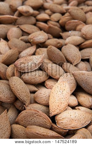 Almond Harvest Time