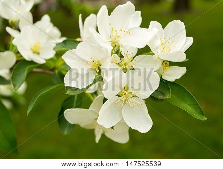 White apple blossom with green leaves. Spring