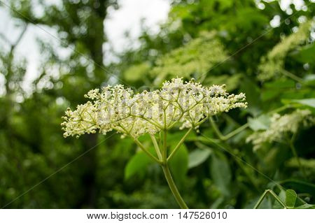 Elderberry White Bush in the park in Spring