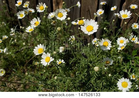 Sunny daisy at the village. Summer time