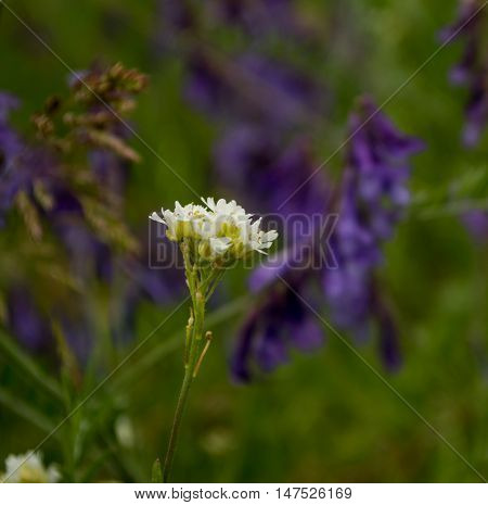White wildflowers on the green field. Summer