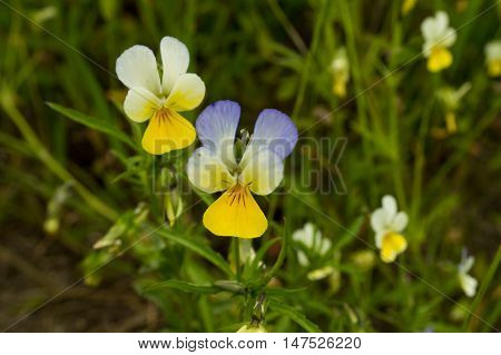 Wildflowers. Beautiful pansies on the field in the Summer