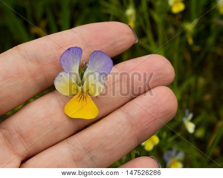 Wildflowers. Beautiful pansies on the hand. Summer time