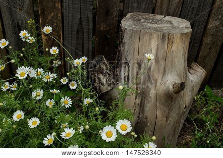 Sunny daisy at the village. Summer time