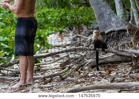 White Faced Or Capuchin Monkey