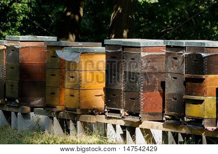 Row of wooden beehives with trees in the background