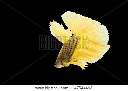 yellow betta fish isolated on black background.