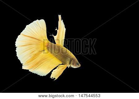 yellow betta fish isolated on black background.