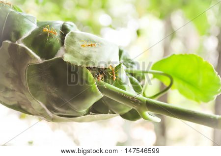 ant's nest or ant's haunt on the leaf