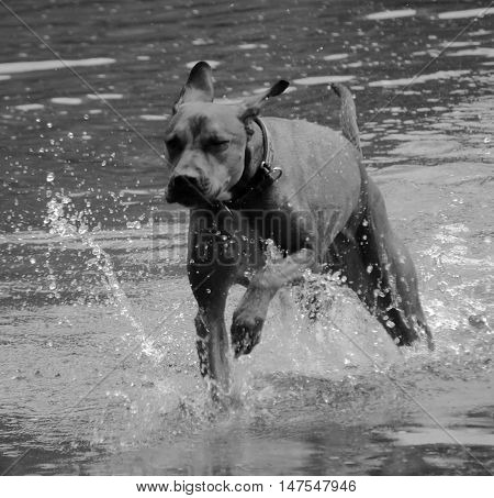 Rhodesian Ridgeback running and splashing in the water in black and white