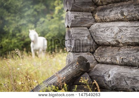 The angle of the old log house close-up on a background of a white horse in the distance.