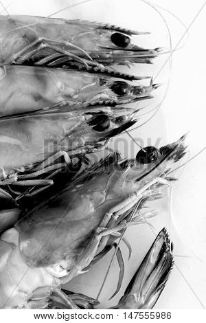 Some Australian King praws in black and white.