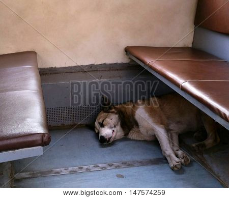 Homeless dog sleeping in the local train